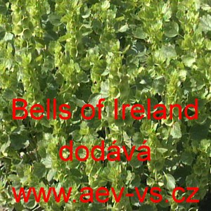 &Scaron;irokokalich hladk&yacute;, molučenka Bells of Ireland