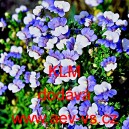 Hled&iacute;kovka zduřel&aacute; KLM