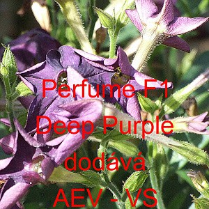 Tab&aacute;k Sandeřin, Sanderův Perfume F1 Deep Purple