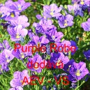Pobřežka modr&aacute;, nierembergie Purple Robe