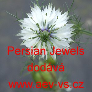 Černucha dama&scaron;sk&aacute; Persian Jewels