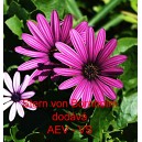 Tvrdosemen&iacute;k kapsk&yacute;, osteospermum Stern von Bornholm