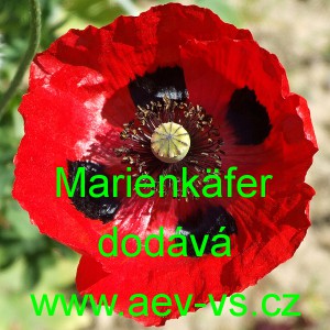 M&aacute;k proměnliv&yacute; Marienk&auml;fer