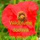 Mák vlčí Wilder Klatschmohn Abendfeuer