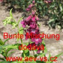 Drač&iacute;k Hartwegův, penstemon Bunte Mischung