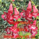 Drač&iacute;k Hartwegův, penstemon Giganteus
