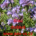 Svazenka vratičolist&aacute; Blau