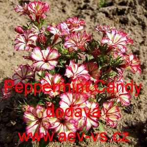 Plamenka zkř&iacute;žen&aacute;, flox letn&iacute; Peppermint Candy