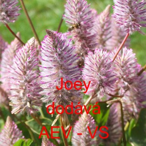 Jehněč&iacute; ocas Joey