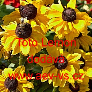 Třapatka srstnat&aacute; Mini Toto Lemon