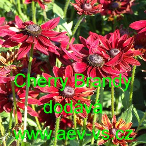 Třapatka srstnat&aacute; Cherry Brandy