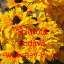 Třapatka srstnat&aacute; Goldilock