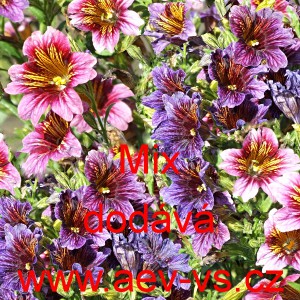 Jazylka chobotnat&aacute; Spezial Mix