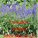 &Scaron;alvěj pomoučen&aacute; Evolution