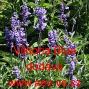 &Scaron;alvěj pomoučen&aacute; Viktoria Blue