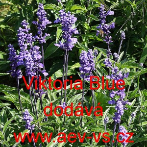&Scaron;alvěj pomoučen&aacute; Viktoria Blue