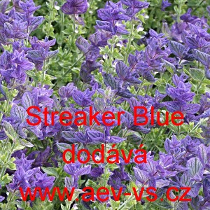 &Scaron;alvěj zahradn&iacute;, pestr&aacute;, tř&iacute;barevn&aacute; Streaker Blue