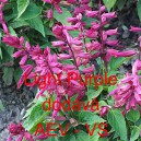 &Scaron;alvěj z&aacute;řiv&aacute; Light Purple