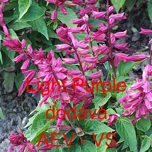 &Scaron;alvěj z&aacute;řiv&aacute; Light Purple