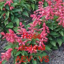 &Scaron;alvěj z&aacute;řiv&aacute; Rose