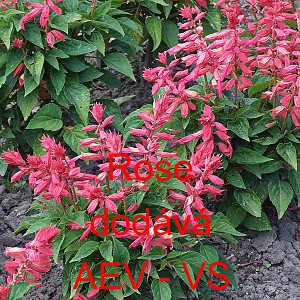 &Scaron;alvěj z&aacute;řiv&aacute; Rose