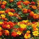 Aksamitn&iacute;k vzpř&iacute;men&yacute; Durango Mischung