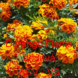 Aksamitn&iacute;k rozkladit&yacute; Durango Flame