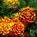 Aksamitn&iacute;k vzpř&iacute;men&yacute; Durango Bee