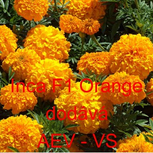 Aksamitn&iacute;k vzpř&iacute;men&yacute; Inca F1 Orange