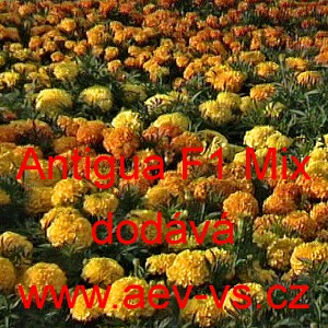 Aksamitn&iacute;k vzpř&iacute;men&yacute; nana Antigua F1 Mix