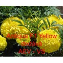 Aksamitn&iacute;k vzpř&iacute;men&yacute; nana Antiqua F1 Yellow