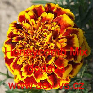 Aksamitn&iacute;k rozkladit&yacute; Honeycomb Mix