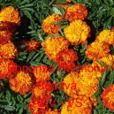 Aksamitn&iacute;k rozkladit&yacute; Bonanza Harmony