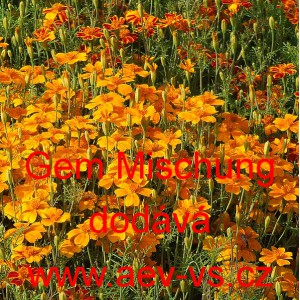 Aksamitn&iacute;k jemnolist&yacute; Gem Mischung