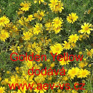 Maru&scaron;ka &scaron;t&iacute;hl&aacute;, tymofila jemnolist&aacute; Golden Yellow