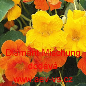 Lichořeři&scaron;nice vět&scaron;&iacute;, kapuc&iacute;nka Diamant Mischung