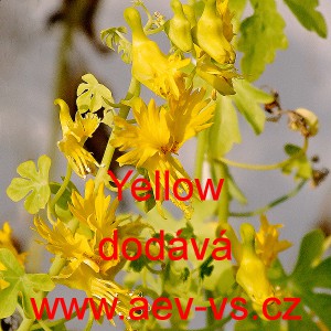 Lichořeři&scaron;nice ciz&iacute;, stěhovav&aacute;, kan&aacute;rsk&aacute;, kapuc&iacute;nka žlut&aacute; Yellow