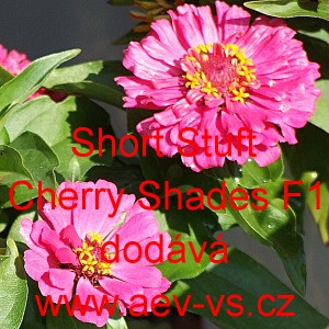 Ost&aacute;lka sličn&aacute;, lep&aacute; Short Stuff F1 Cherry Shades