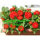 Ost&aacute;lka sličn&aacute;, lep&aacute; Short Stuft Scarlet F1