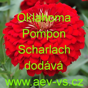 Ost&aacute;lka sličn&aacute;, lep&aacute; Oklahoma Pompon Scharlach