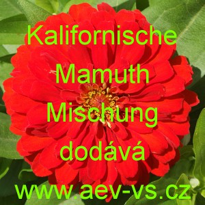 Ost&aacute;lka sličn&aacute;, lep&aacute; Kalifornische Mamuth Mischung