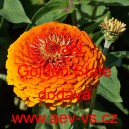 Ost&aacute;lka sličn&aacute;, lep&aacute; Giant Golden State