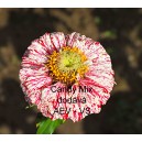 Ost&aacute;lka sličn&aacute;, lep&aacute; Candy Mix