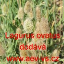 Zaječ&iacute; oc&aacute;sek vejčit&yacute;