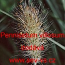 Dochan huňat&yacute; p&yacute;řit&yacute;