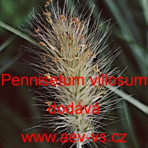 Dochan huňat&yacute; p&yacute;řit&yacute;