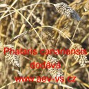 Lesknice kan&aacute;rsk&aacute; chrastice