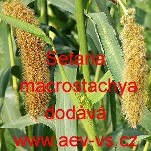 B&eacute;r velkoklas&yacute; ra&scaron;elinn&yacute; čum&iacute;za