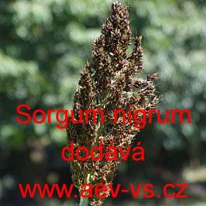 Čirok čern&yacute; pampasov&aacute; tr&aacute;va