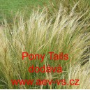 Kavyl vl&aacute;skovit&yacute; p&eacute;řovit&yacute; koňsk&yacute; ohon